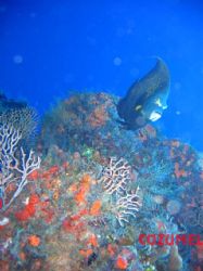 cozumel
 by Ernesto Castillo 